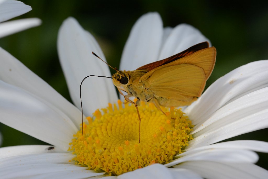 055 2013-07033838 Pointe Rok, MA.JPG - Deleware Skipper (Anatrytone logan)(f). Pointe Rok Estates, MA, 7-3-2013